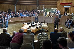 Hexham Auction Mart