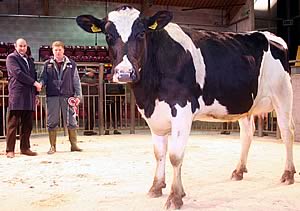 January Craven Dairy Auction champion