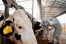 Veterinarians check cattle for vaccinations at a farm in Goyang