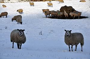 Ewes on a snow covered field