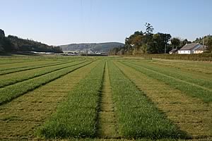 Gogerddan site at IBERS Aberystwyth University