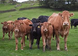 Limousin cross cows and calves