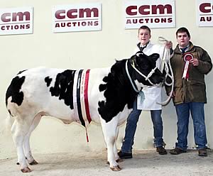 British Blue-cross heifer