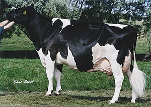 Medway Supreme Maude EX97