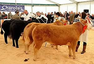 Beef Expo 2011