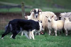 Sheepdog trial