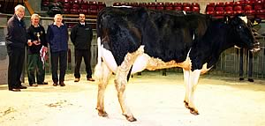 Craven Dairy Auction champion