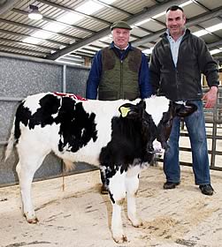 British Blue bull calf 