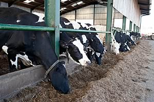 dairy cows