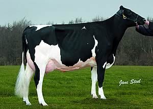 Hilhead Goldmine Majik VG86