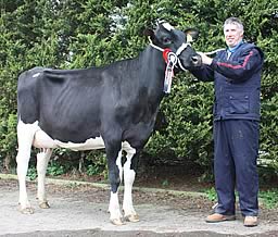 Champion heifer Relough Dollarman Danna