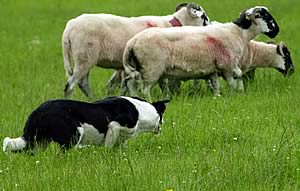 sheep dog trial