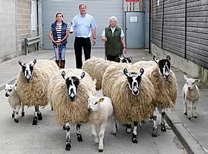 Skipton Mule hoggs and lambs