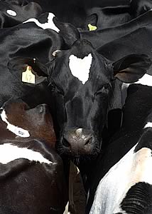 dairy cow