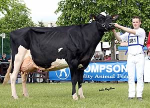 Holstein champion