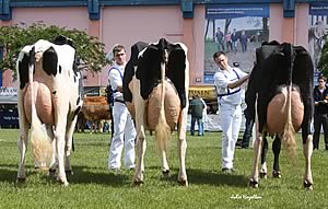 The Holstein championship line-up at Balmoral Show