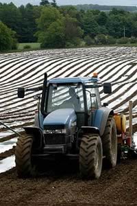 Maize planting