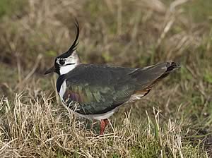 Lapwing