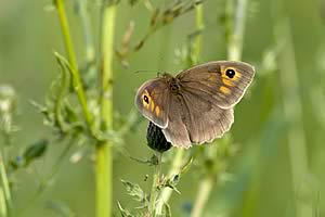 Meadow Brown Butterfly