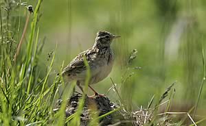 Skylark