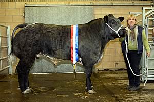 NSA Welsh Sheep