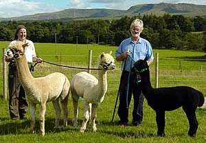 Janet and Freddie Small with Alpacas