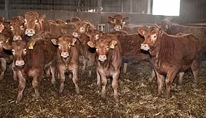 Pedigree Limousin cows & calves 