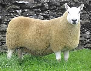 Cheviot show ewe