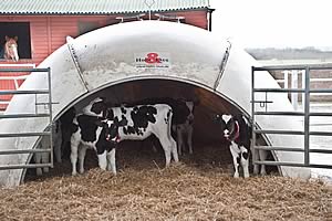 Holm and Laue calf Igloo