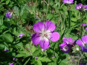 Wood Crane’s-Bill