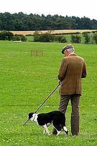 sheep dog trial