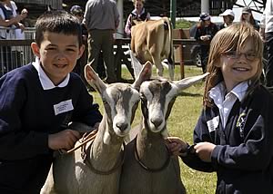 British Toggenburg goats