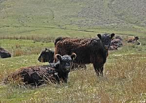 Galloway cattle