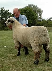 Hampshire Down ram lamb