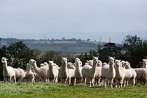 Blueberry Alpacas