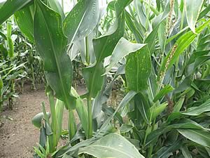 forage maize crop