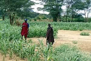 maize crop in Kenya