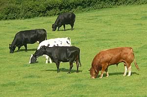 beef cattle