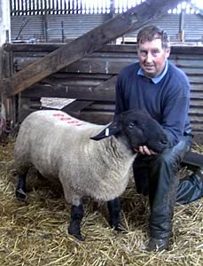 Texel sale ring at Lanark 