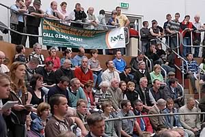 Texel sale ring at Lanark 