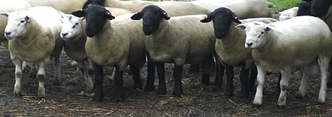 Shearling tups