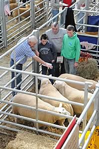 texel rams for sale