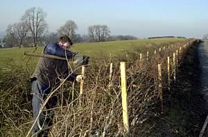 Dry stone wallers