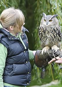 European Eagle Owl