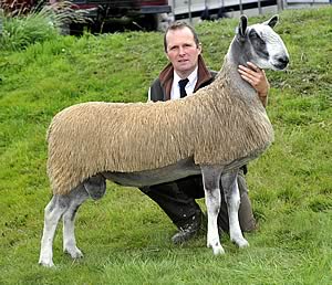 Bluefaced Leicester ram lamb