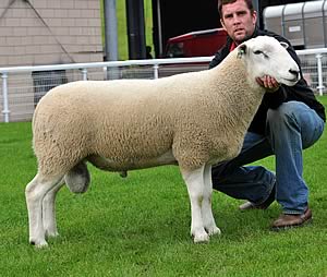 Lleyn yearling ram