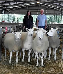 Lleyn shearling ewes