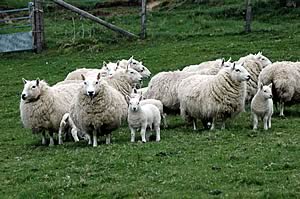 Ewes and lambs