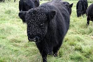galloway cattle