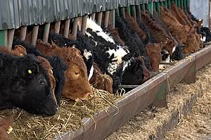 beef cattle feeding
